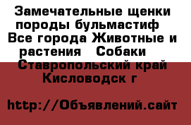 Замечательные щенки породы бульмастиф - Все города Животные и растения » Собаки   . Ставропольский край,Кисловодск г.